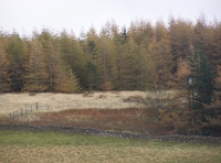 Autumn larch
