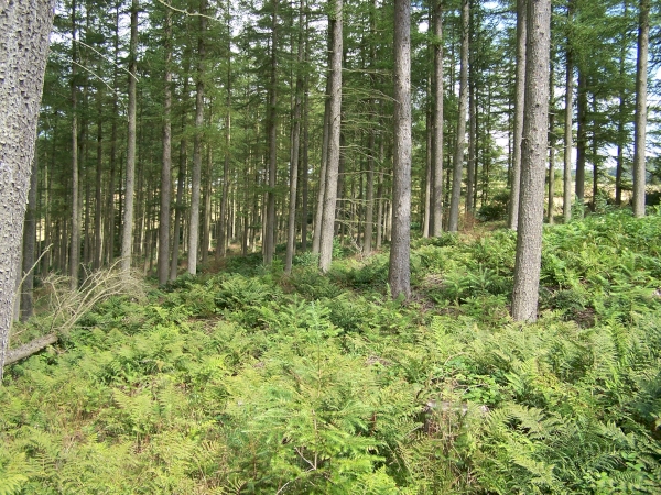 Burnfoot Wood - SOLD