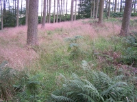 towards the burn.