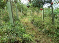 path through the planting