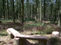 woodland bench