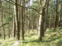 Through the trees