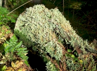 Lichen