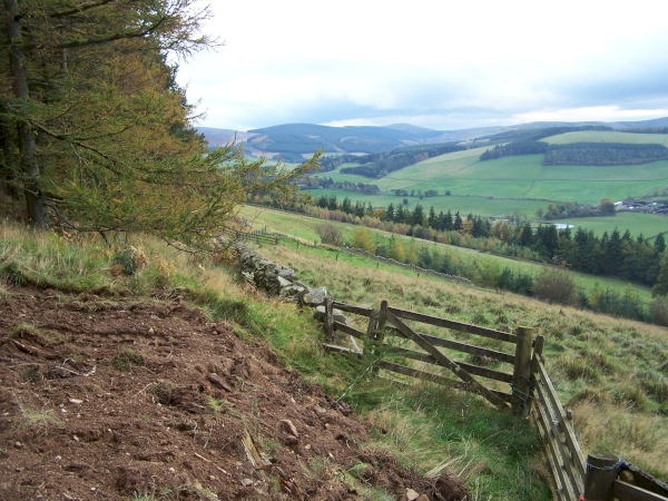 Caerlee Wood - SOLD