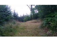 Cottie Wood - SOLD