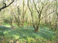 Fessock Wood - SOLD