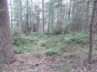 Mature Larch