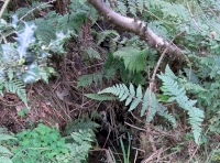 Internal stream.