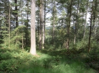 Looking North