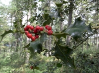 Holly berries