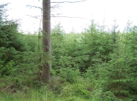 Young spruce.