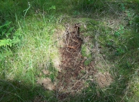 Deer scrape