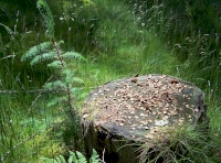 Feeding station