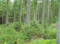 Lower section