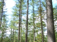 The canopy