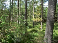 Larch