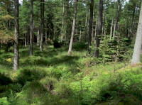 Woodland floor