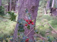 Holly berries