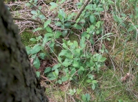 Honeysuckle