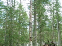 Woodpeckers haunt