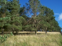 Inside the wood