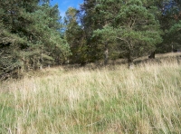 Between the trees
