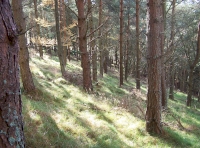 Scots pine