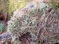 Lichen flowers