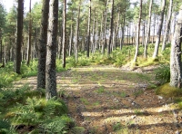 Camping area