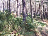 Across the woodland floor