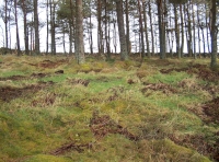 Scots pine