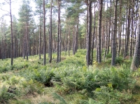 Through the trees