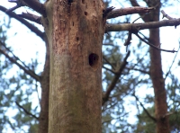 Woodpecker home