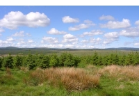 Maberry Wood - SOLD