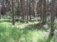 sun and shade 