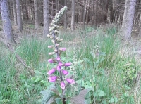 Foxglove