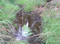 Internal stream