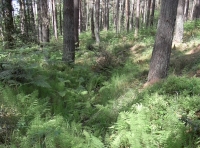 Woodland floor