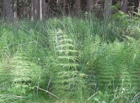 Horsetail fern