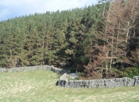 Pennbrae Wood - SOLD
