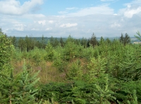 Rigside Wood - SOLD