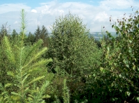 Young birch