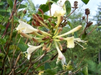 Honeysuckle