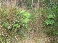 Deer sign
