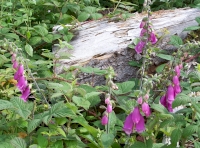 Foxglove