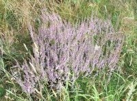 Heather