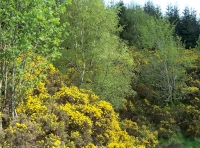 Whinnybank Wood - SOLD