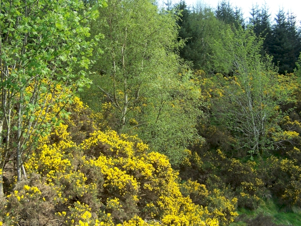 Whinnybank Wood