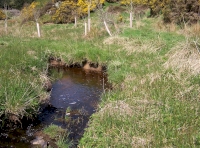Lauder burn