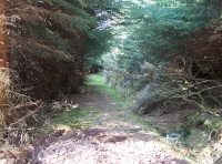 Forest track